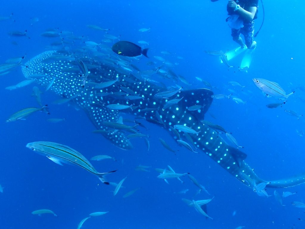 ジンベエザメが…キターーー！＾＾これぞ沖縄体験ダイビング