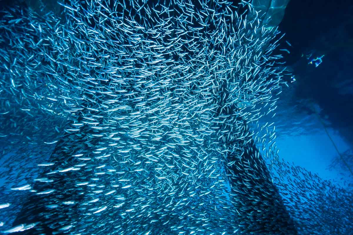 アルキメデスの原理とは？