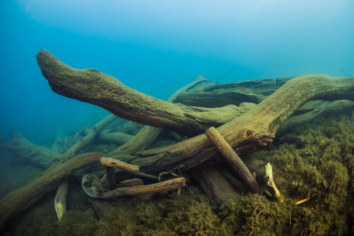 アルキメデスの原理とダイビング