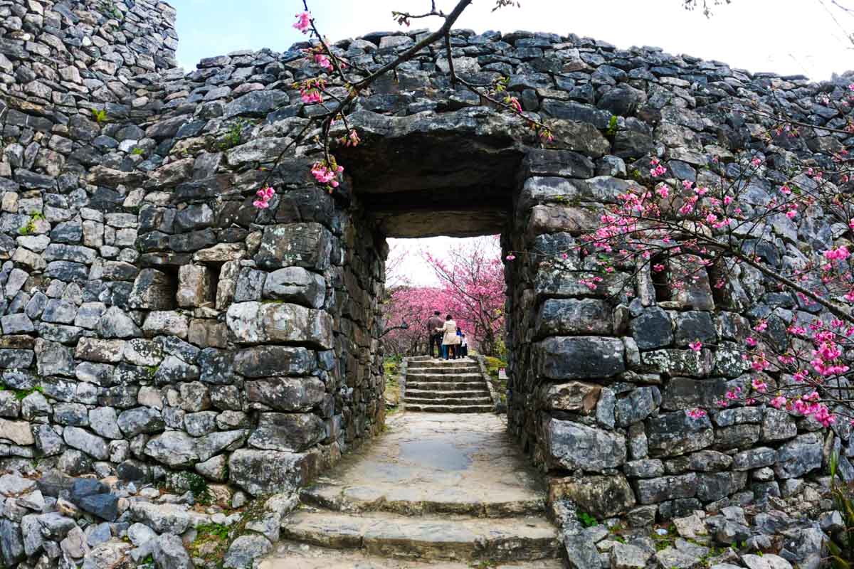 世界遺産「今帰仁城跡」の桜祭り