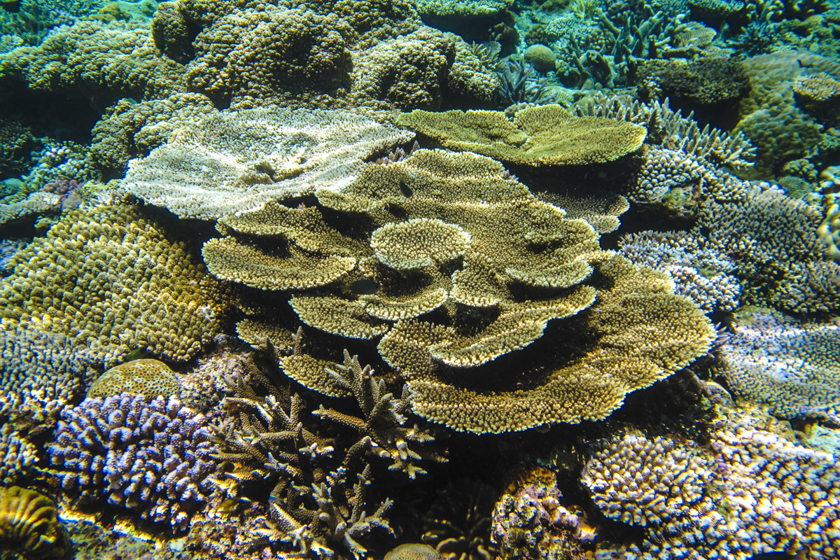 沖縄北部の水納島　珊瑚礁の群生