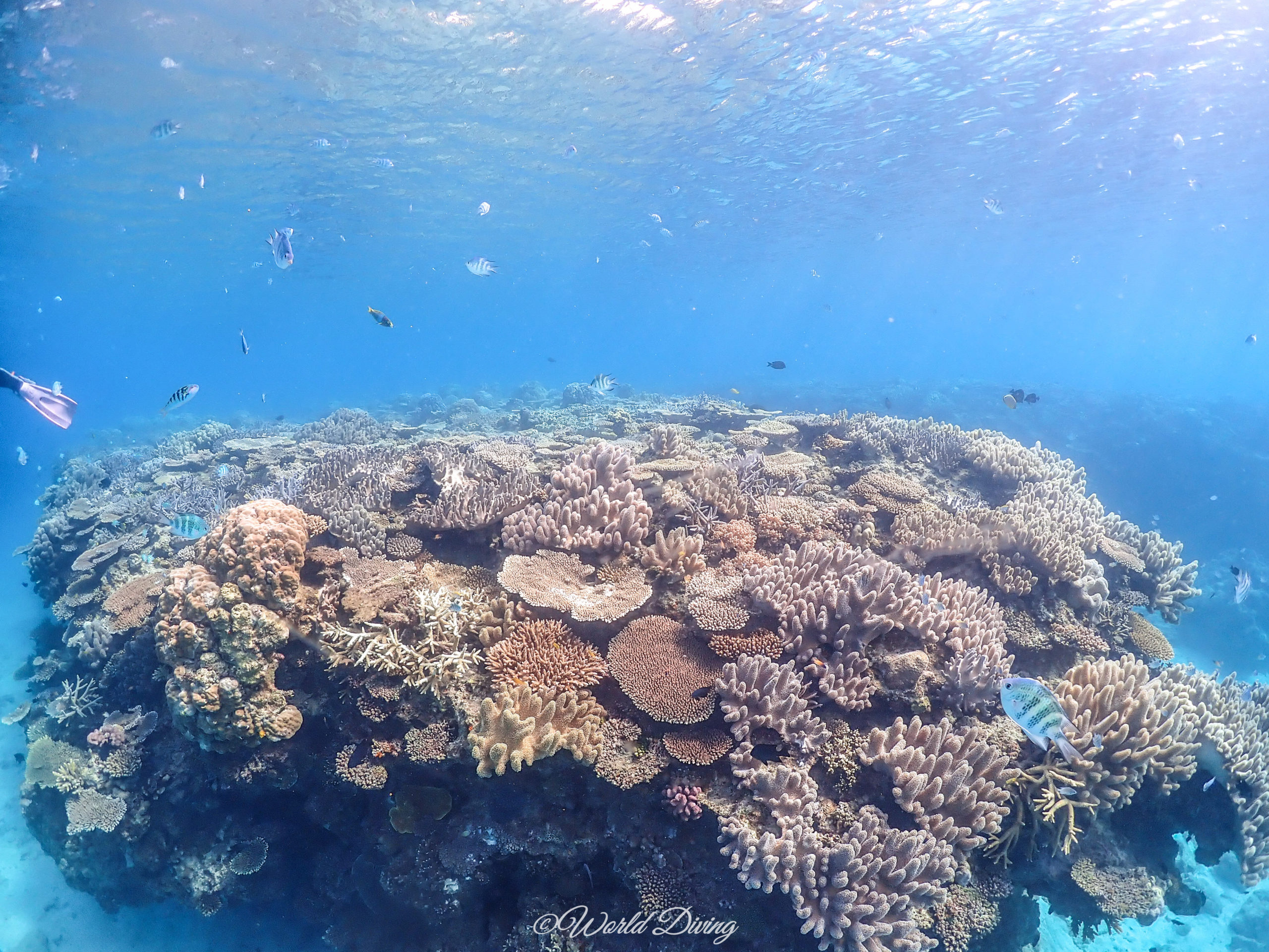 ゴリラチョップ サンゴ礁