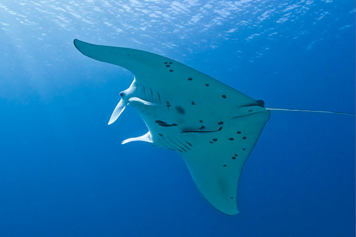 頸動脈洞反射のまとめ