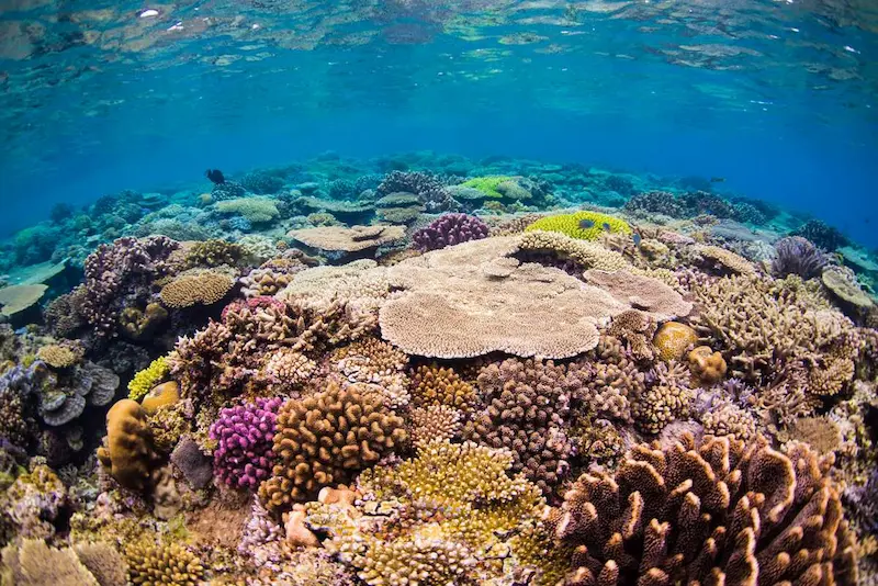 水納島&瀬底島ダイビング「沖縄最高の透明度40M越えエリア」